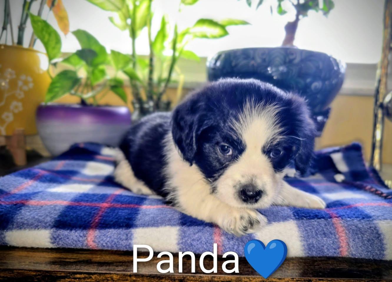 Pippin's Puppies  Panda thumbnail 2