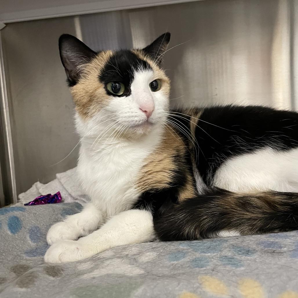 Enlarge Little cat, a Adoptable mixed breed in Warwick, RI image 1/5