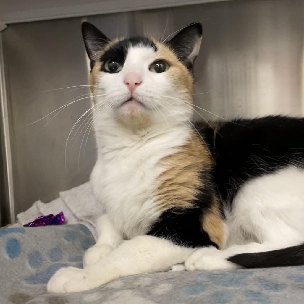 Enlarge Little cat, a Adoptable mixed breed in Warwick, RI image 2/5