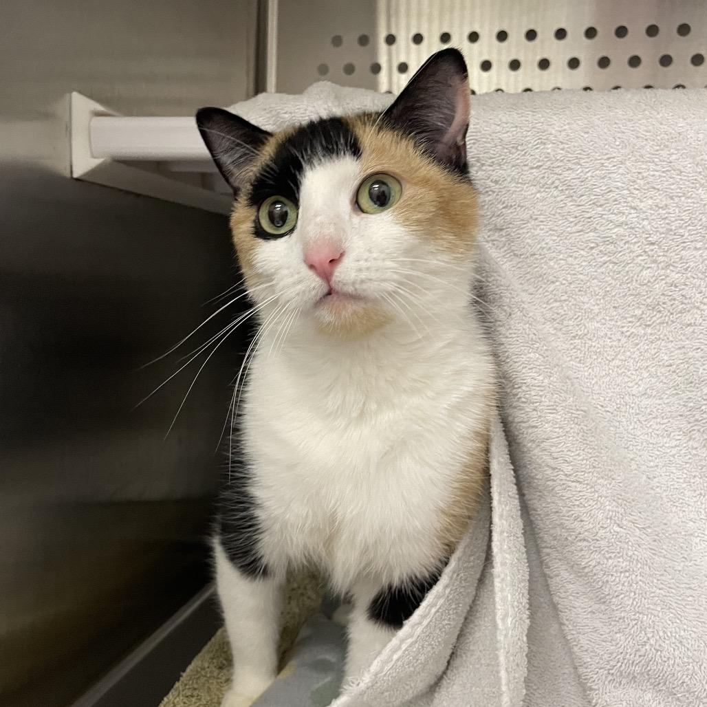 Enlarge Little cat, a Adoptable mixed breed in Warwick, RI image 3/5