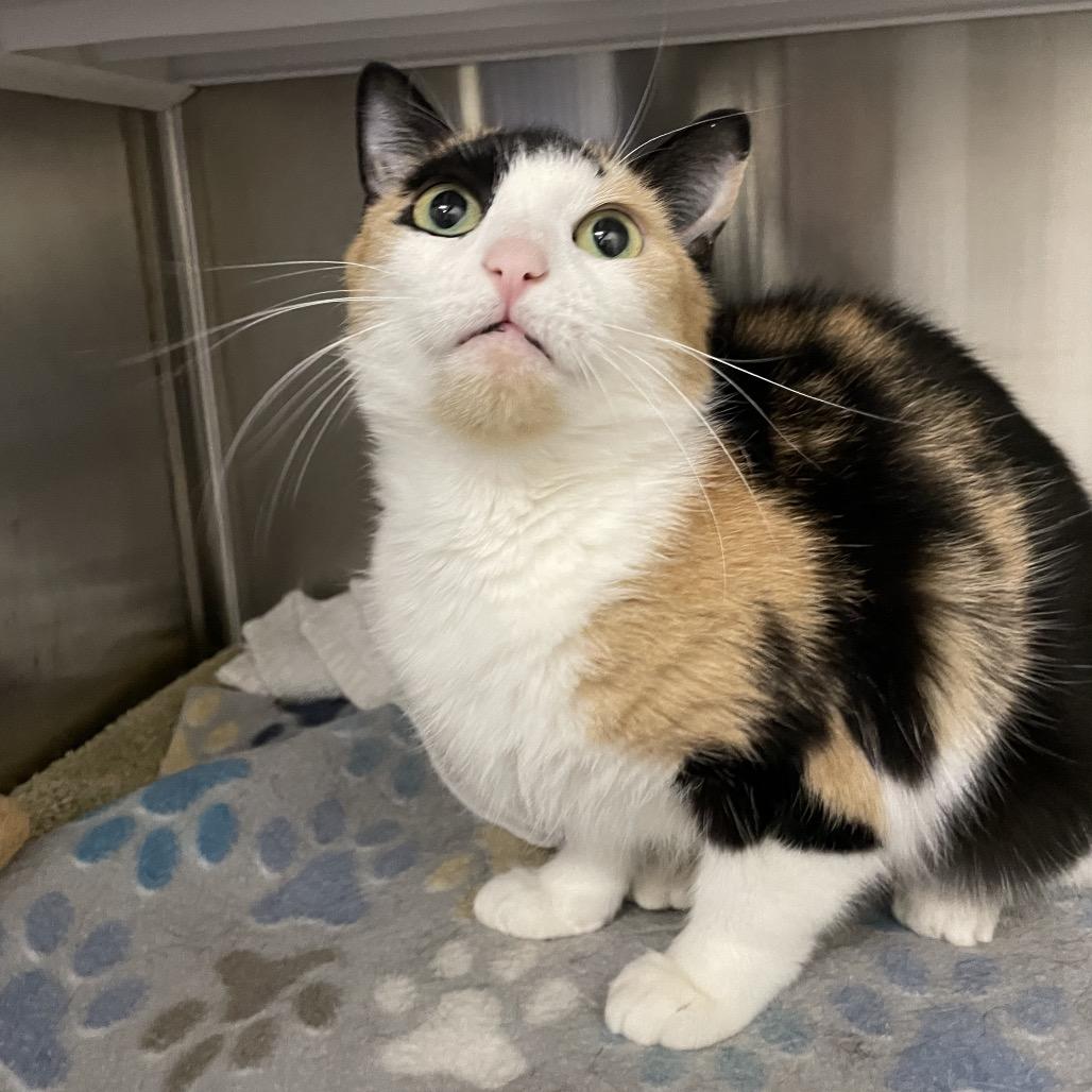 Enlarge Little cat, a Adoptable mixed breed in Warwick, RI image 5/5