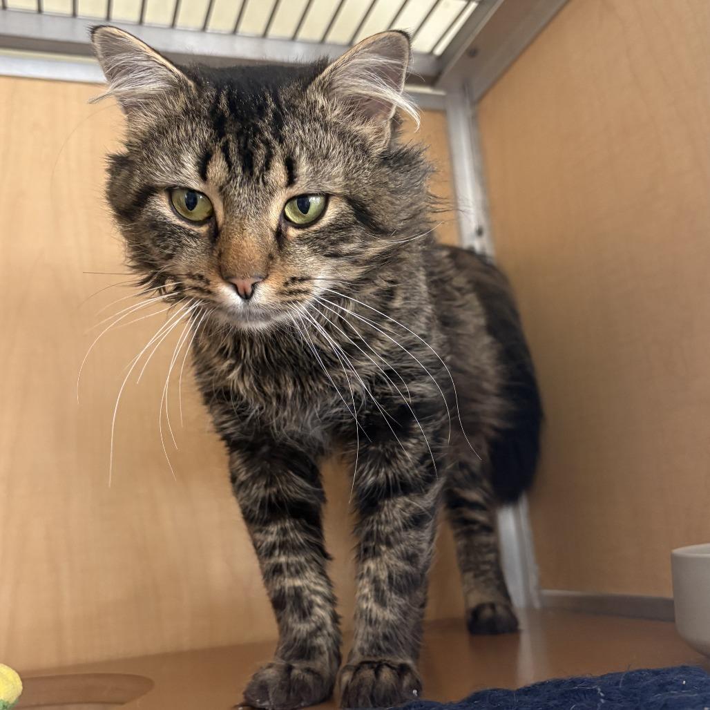 Bubbly, Adoptable, Young Male Domestic Medium Hair.