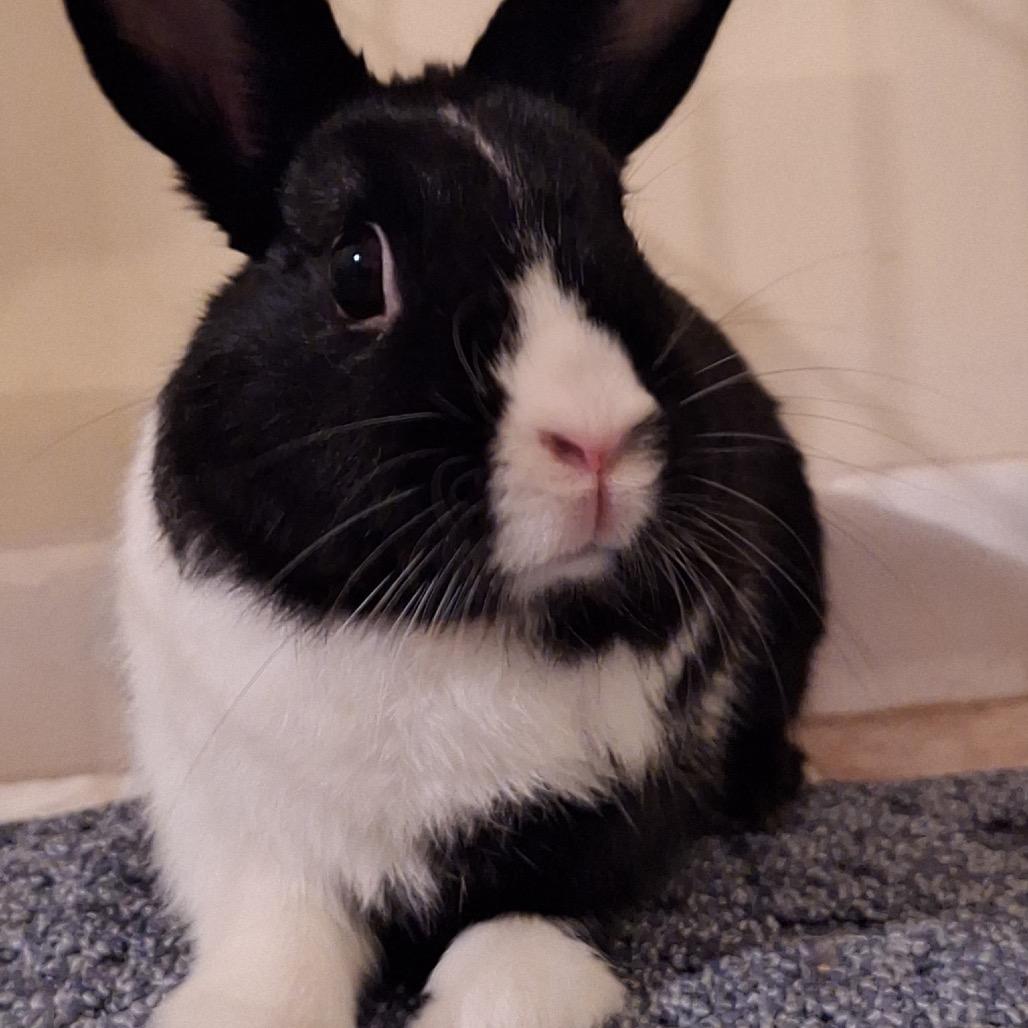 Loopy, Adoptable, Adult Male Dutch.