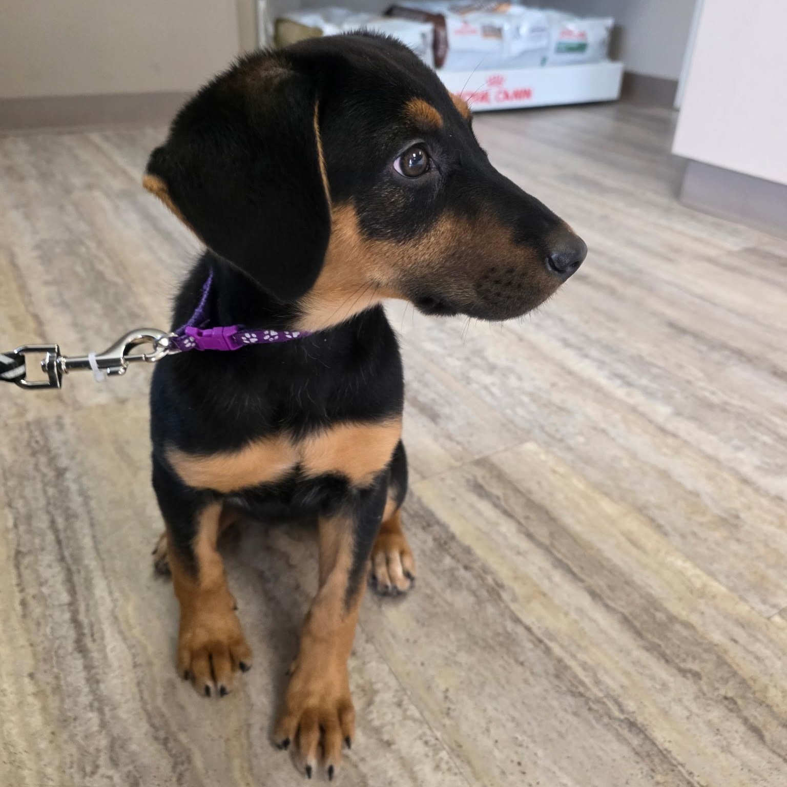 Enlarge Violet, a ADOPTABLE Mixed Breed in Burlington, VT image 3/4