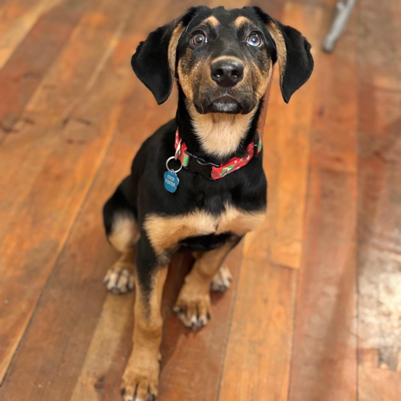 Enlarge Violet, a ADOPTABLE Mixed Breed in Burlington, VT image 1/6