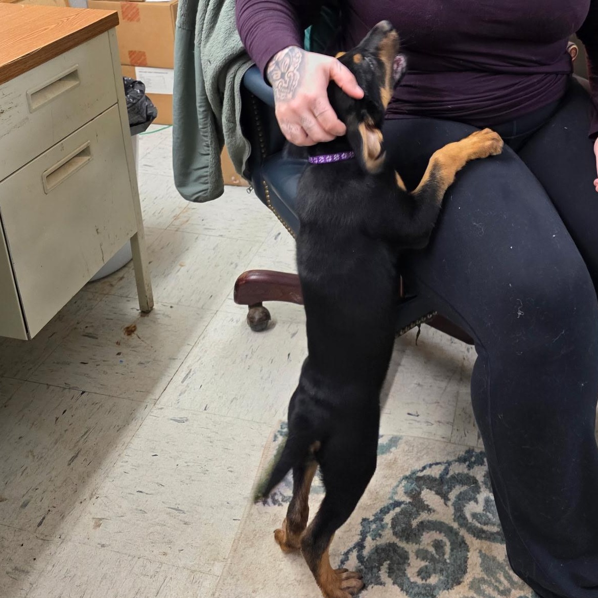 Enlarge Violet, a ADOPTABLE Mixed Breed in Burlington, VT image 4/4