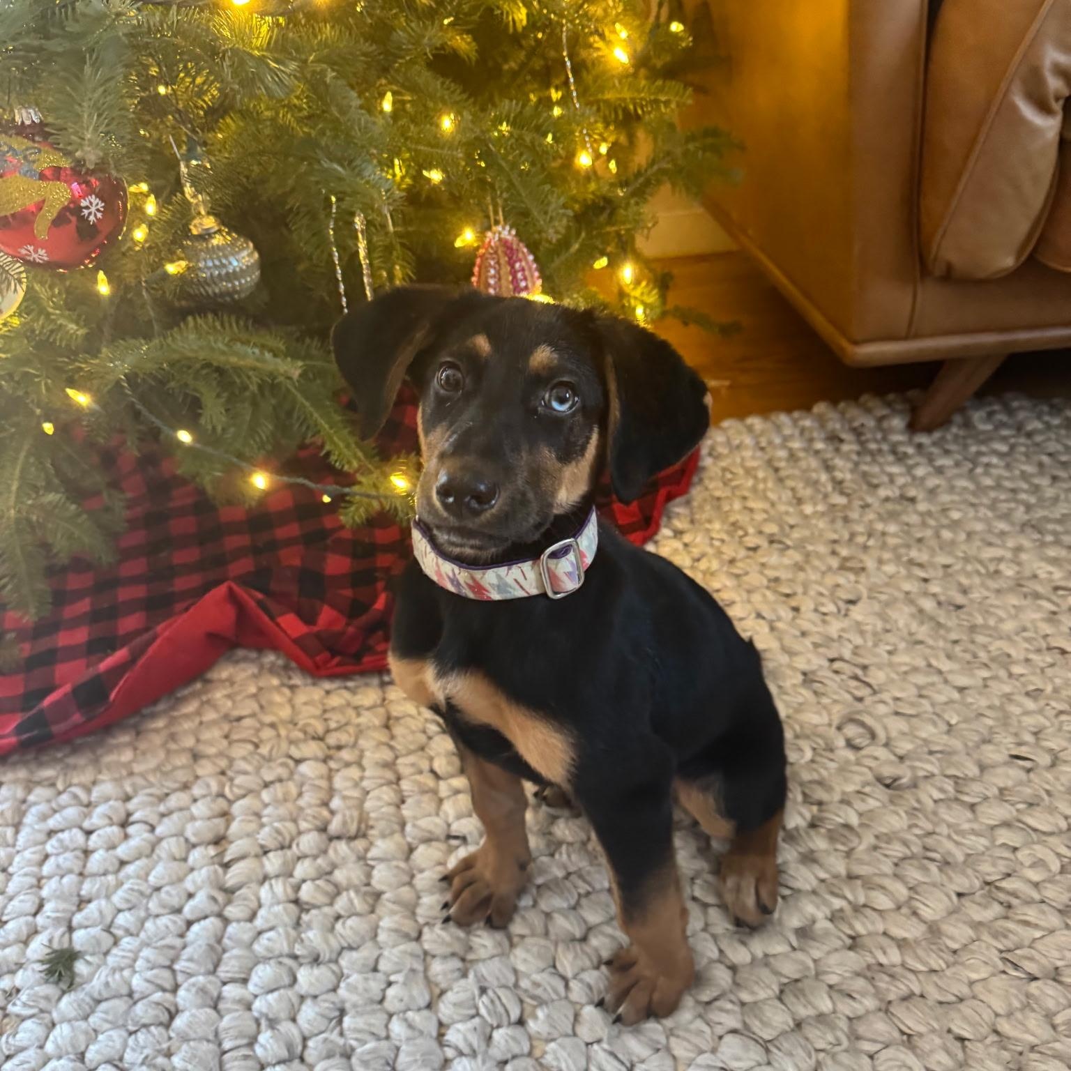 Violet, ADOPTABLE, Puppy Female Mixed Breed.