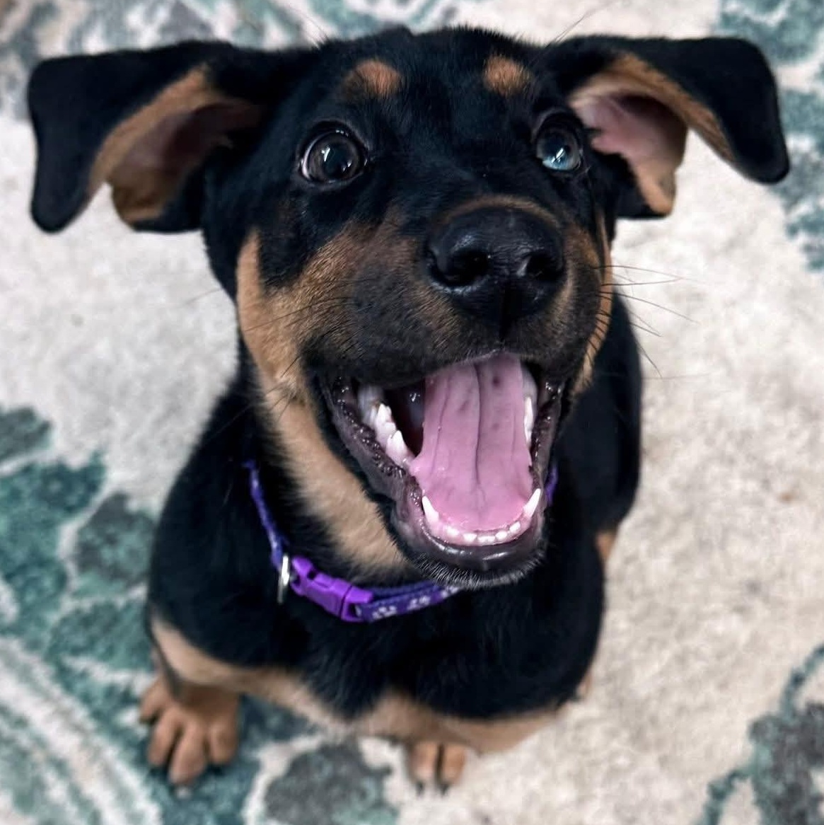 Enlarge Violet, a ADOPTABLE Mixed Breed in Burlington, VT image 1/4