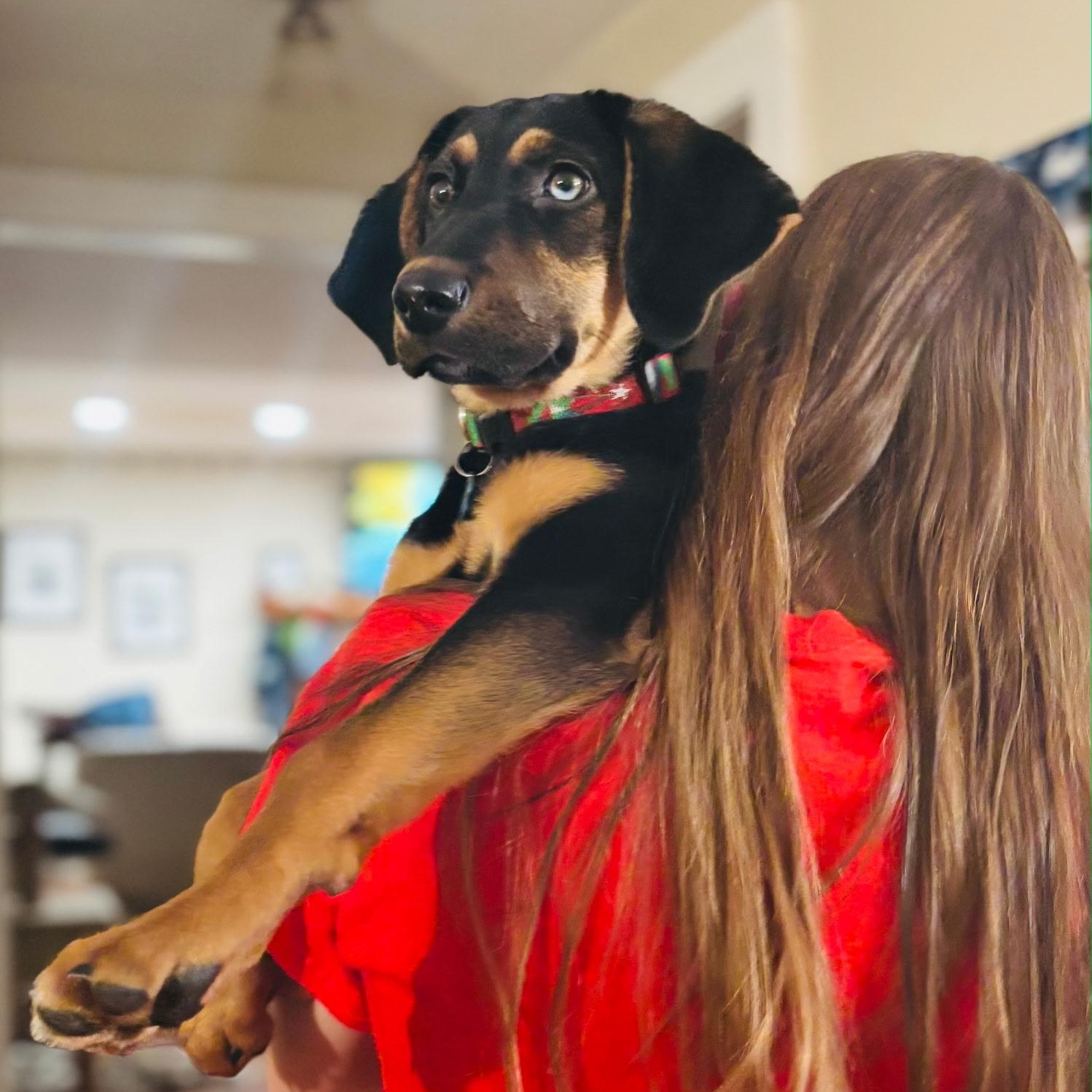 Enlarge Violet, a ADOPTABLE Mixed Breed in Burlington, VT image 2/6