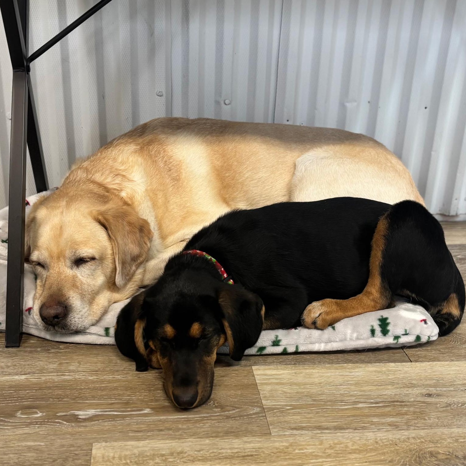 Enlarge Violet, a ADOPTABLE Mixed Breed in Burlington, VT image 6/6