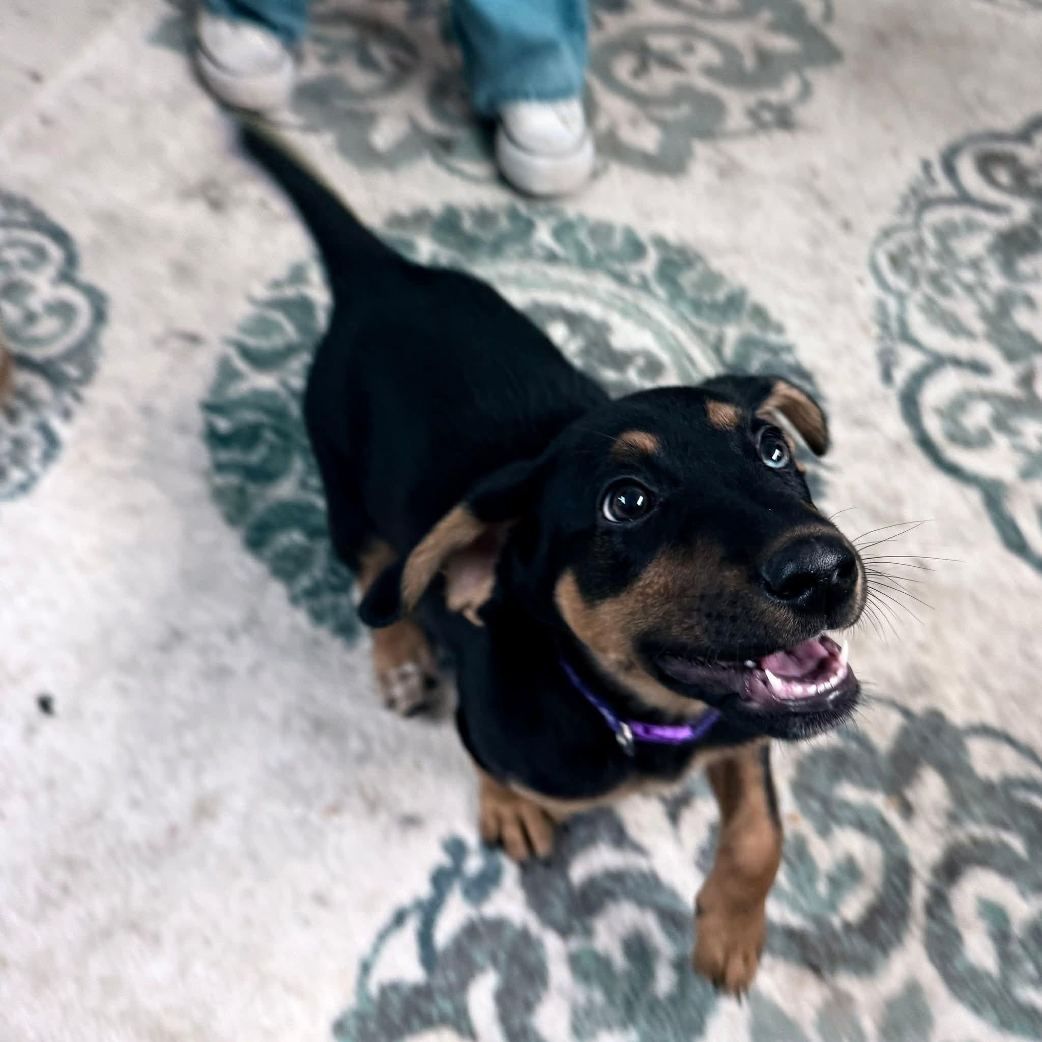 Enlarge Violet, a ADOPTABLE Mixed Breed in Burlington, VT image 2/4