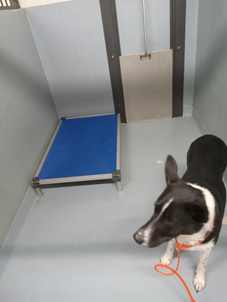 Apache, Adoptable, Young Male Border Collie.