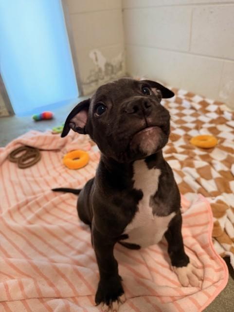 Enlarge MISO, an adopted mixed breed in Lynn Haven, FL image 2/6