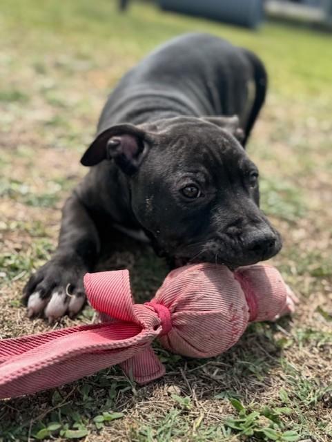 Enlarge MISO, an adopted mixed breed in Lynn Haven, FL image 6/6