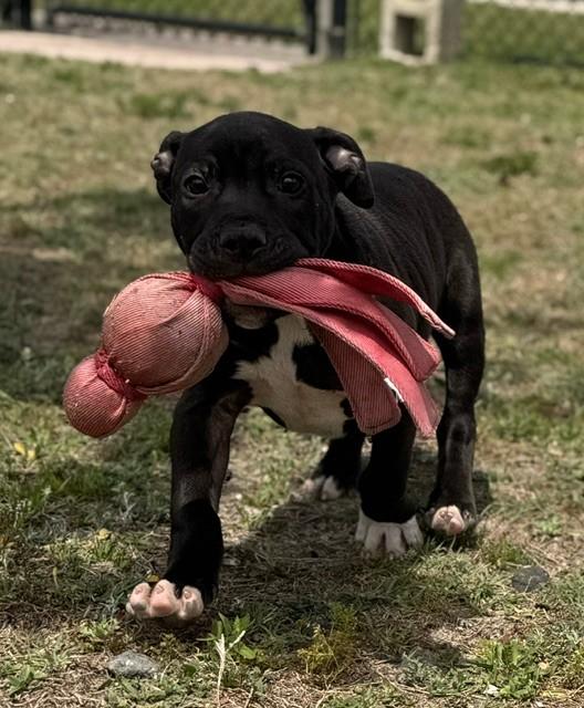 MISO, ADOPTABLE, Puppy Male American Foxhound & Pit Bull Terrier.