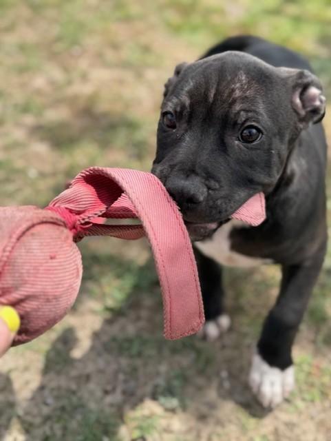 Enlarge MISO, an adopted mixed breed in Lynn Haven, FL image 4/6