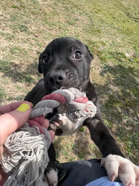 Enlarge MISO, an adopted mixed breed in Lynn Haven, FL image 5/6