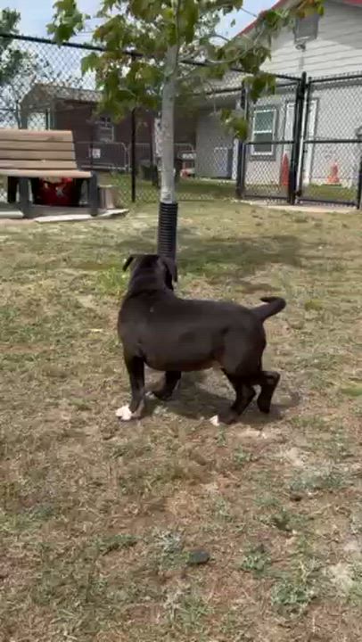 Enlarge MISO, an adopted mixed breed in Lynn Haven, FL video 3/6