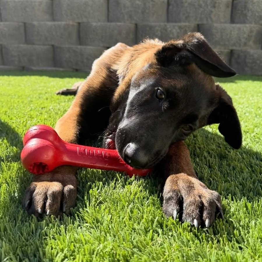 Enlarge Melo, a ADOPTABLE mixed breed in Whittier, CA image 4/5