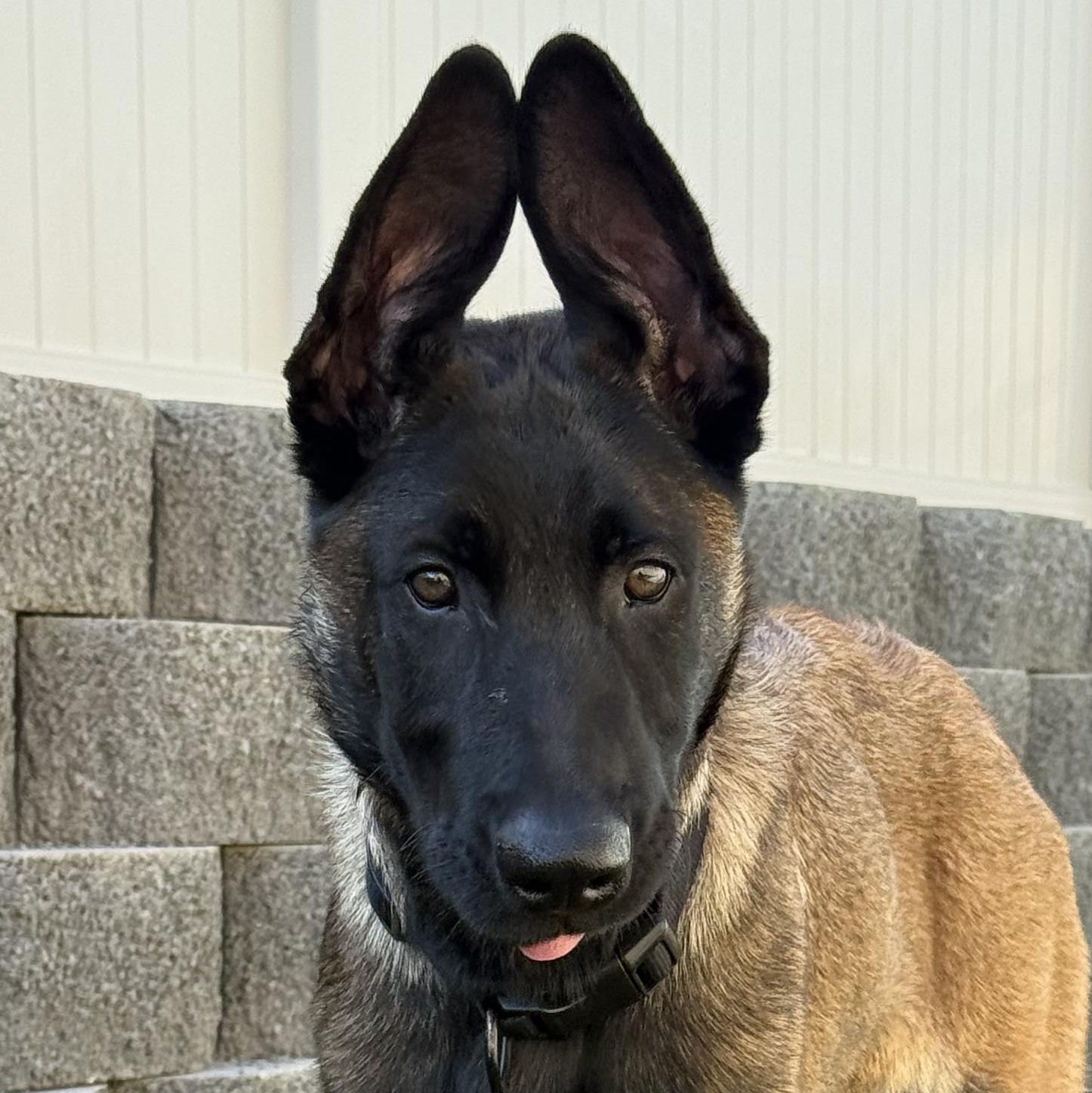 Enlarge Melo, a ADOPTABLE mixed breed in Whittier, CA image 1/5