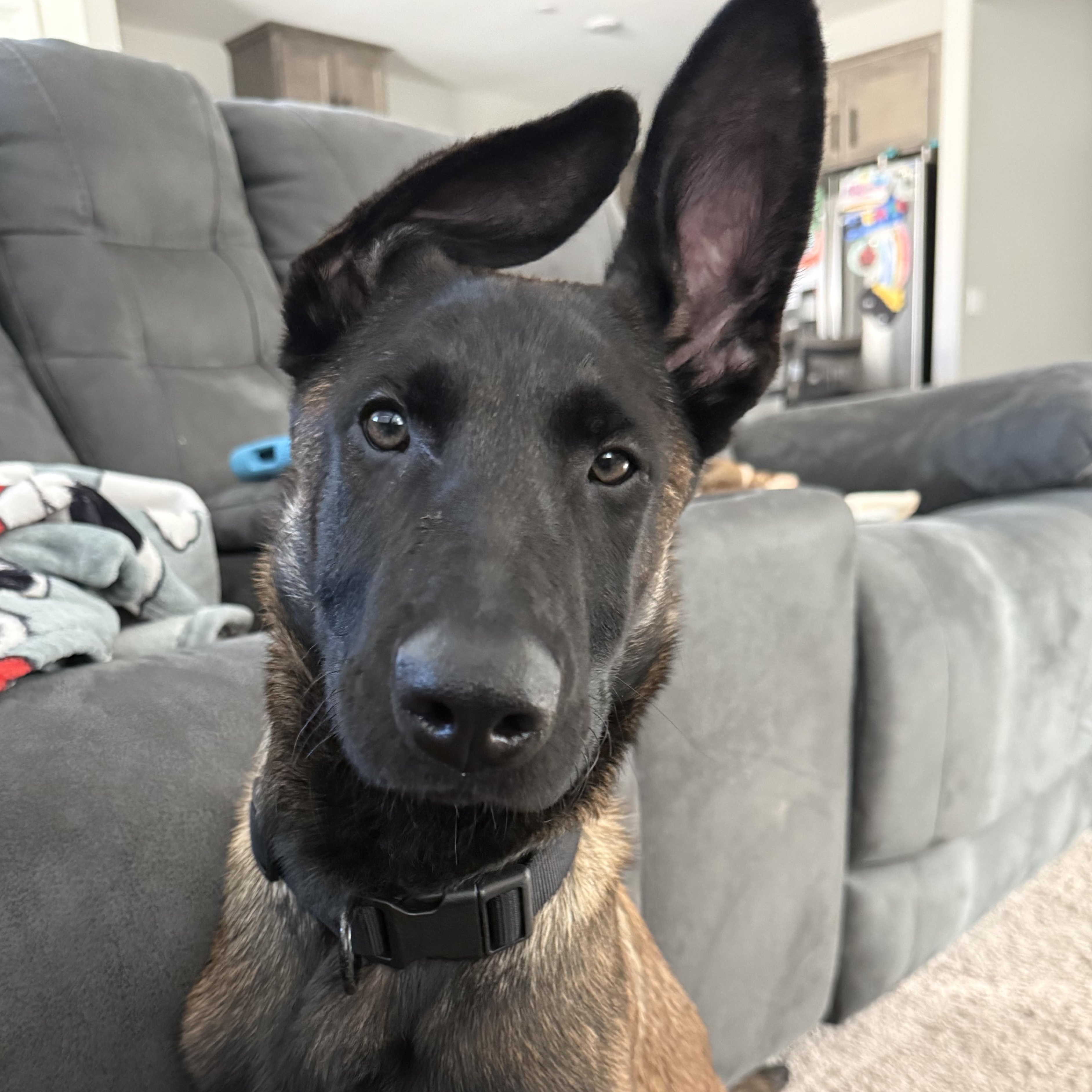 Enlarge Melo, a ADOPTABLE mixed breed in Whittier, CA image 3/5