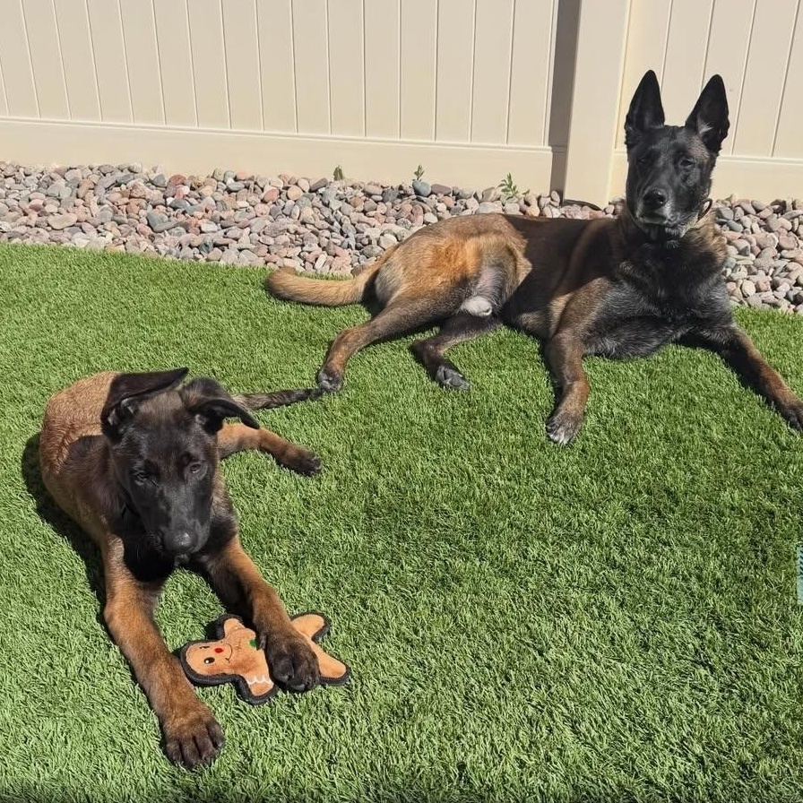 Enlarge Melo, a ADOPTABLE mixed breed in Whittier, CA image 2/5