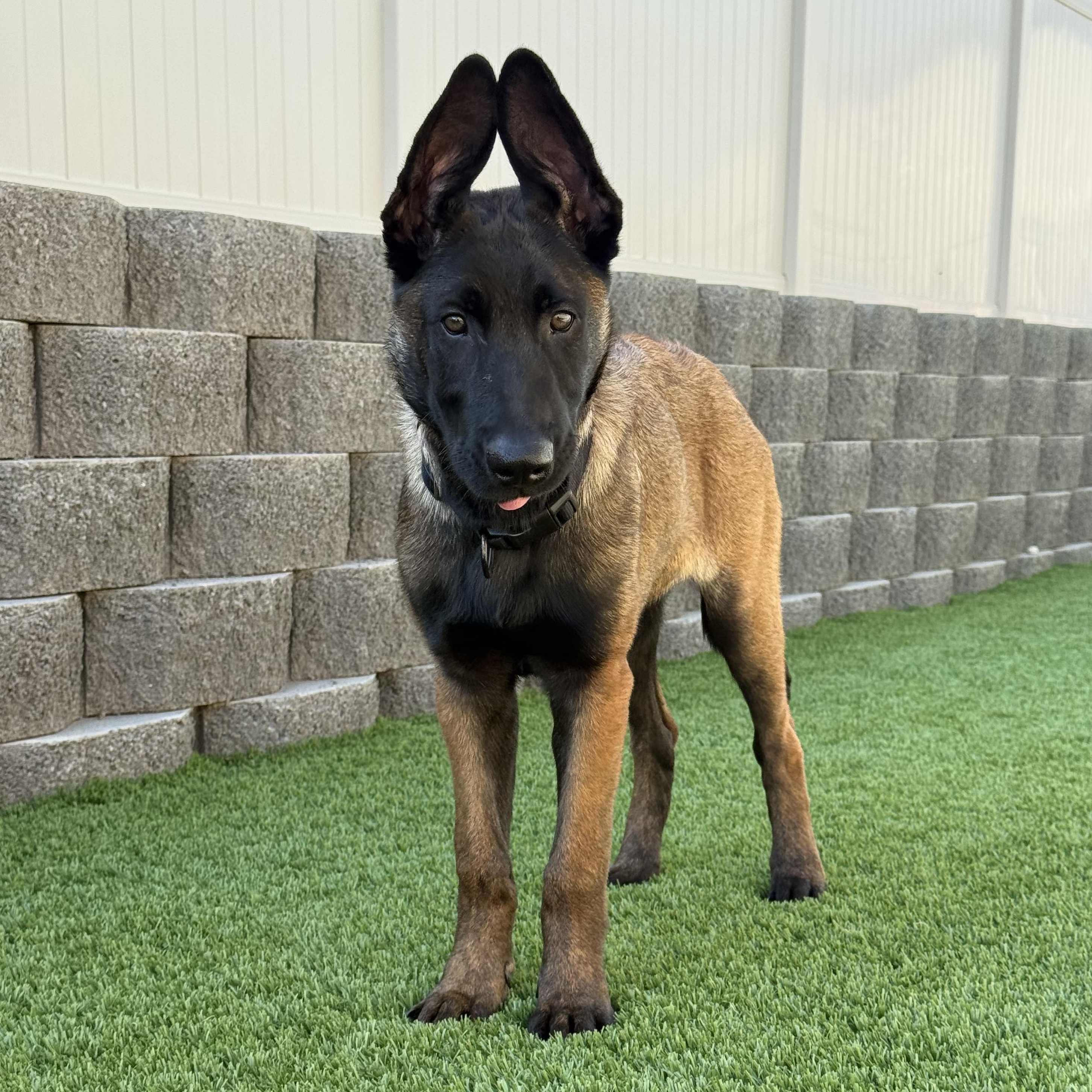 Enlarge Melo, a ADOPTABLE mixed breed in Whittier, CA image 5/5