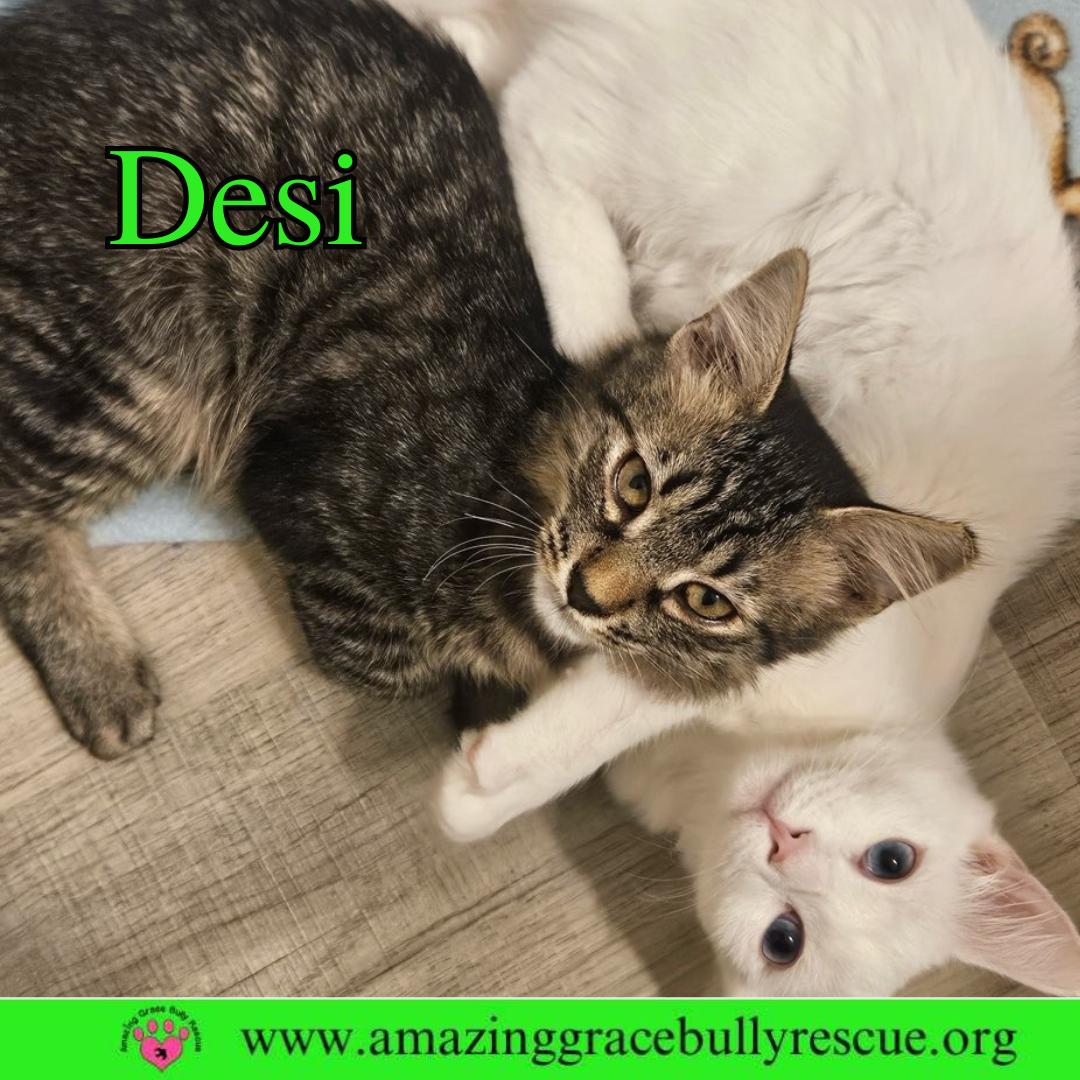 Enlarge Desi, a Adoptable Domestic Short Hair in Pensacola, FL image 1/3