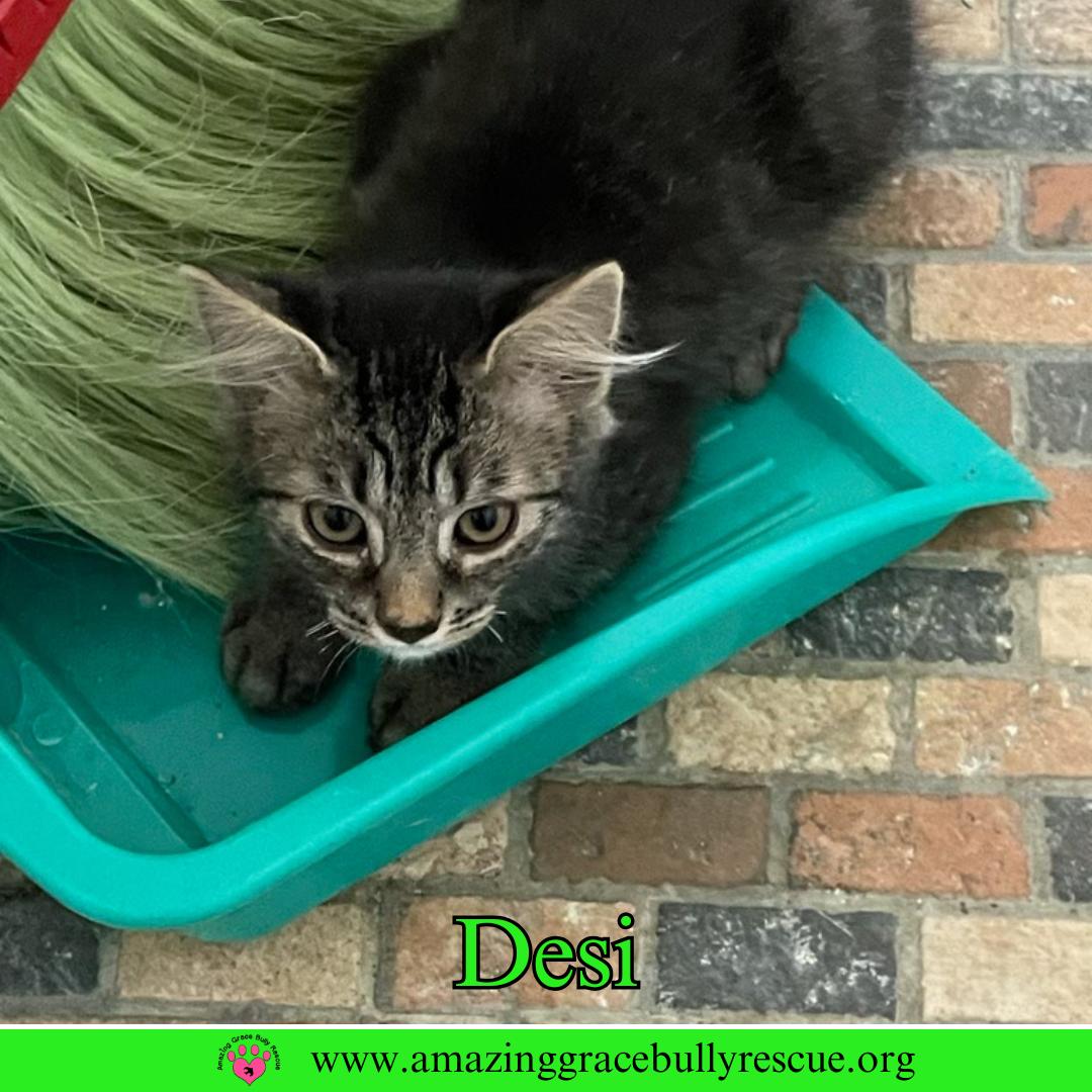 Enlarge Desi, a Adoptable Domestic Short Hair in Pensacola, FL image 3/3