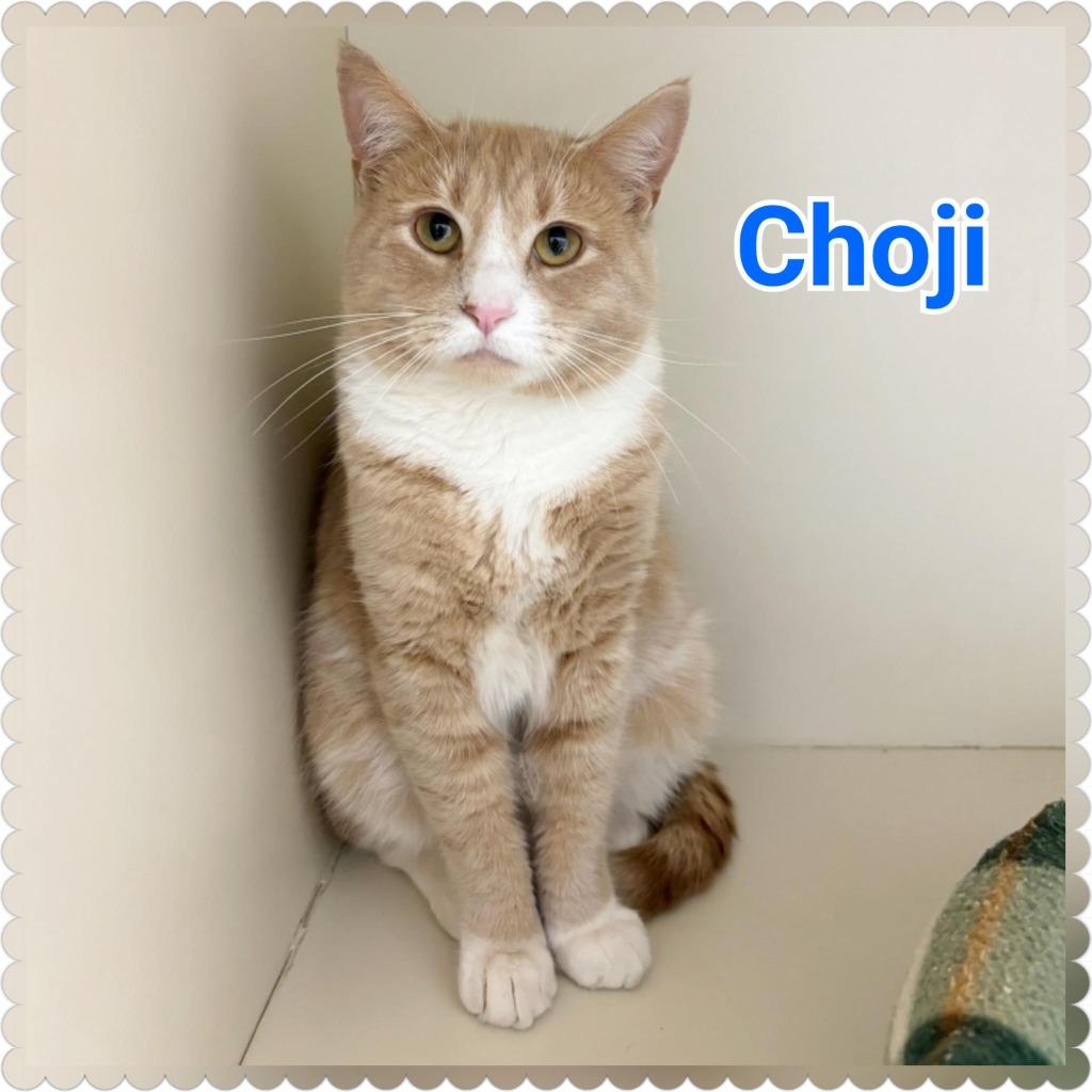 Enlarge Choji, a Adopted mixed breed in North Saint Paul, MN image 1/6