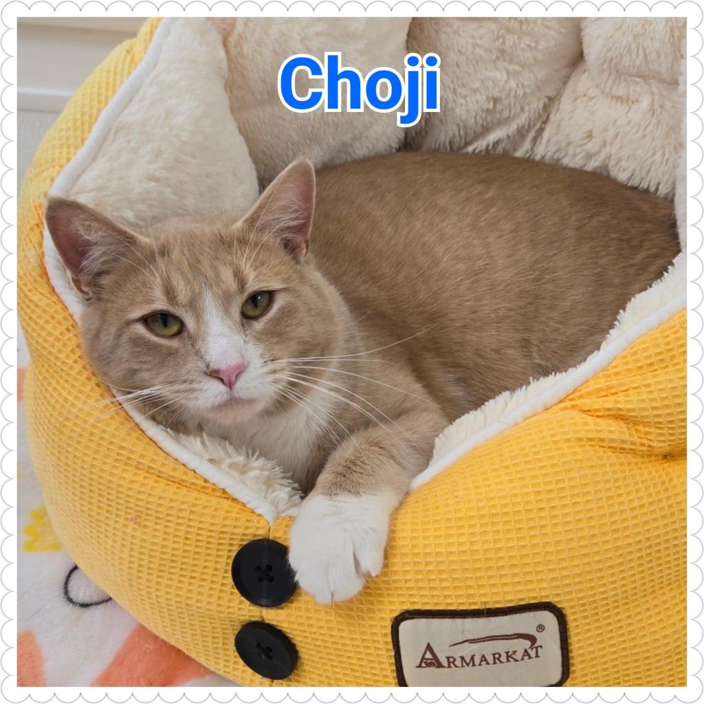 Enlarge Choji, a Adopted mixed breed in North Saint Paul, MN image 2/6