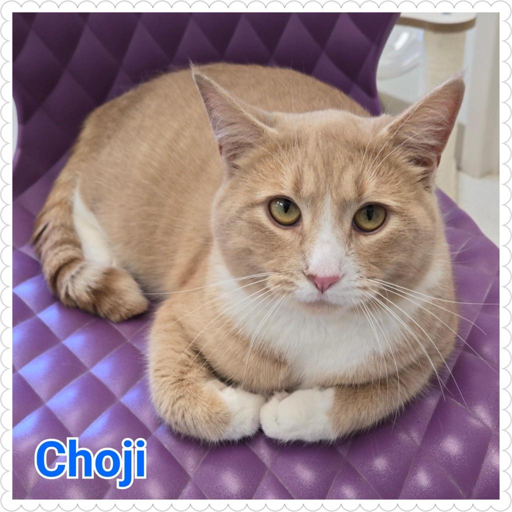 Enlarge Choji, a Adopted mixed breed in North Saint Paul, MN image 3/6