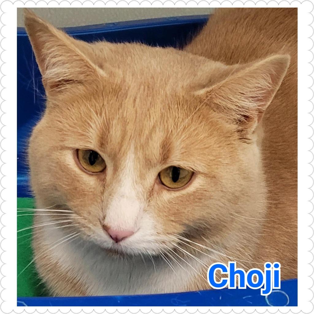 Enlarge Choji, a Adopted mixed breed in North Saint Paul, MN image 4/6