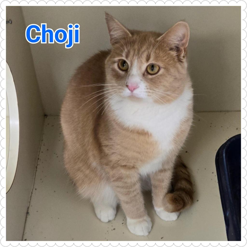 Enlarge Choji, a Adopted mixed breed in North Saint Paul, MN image 5/6