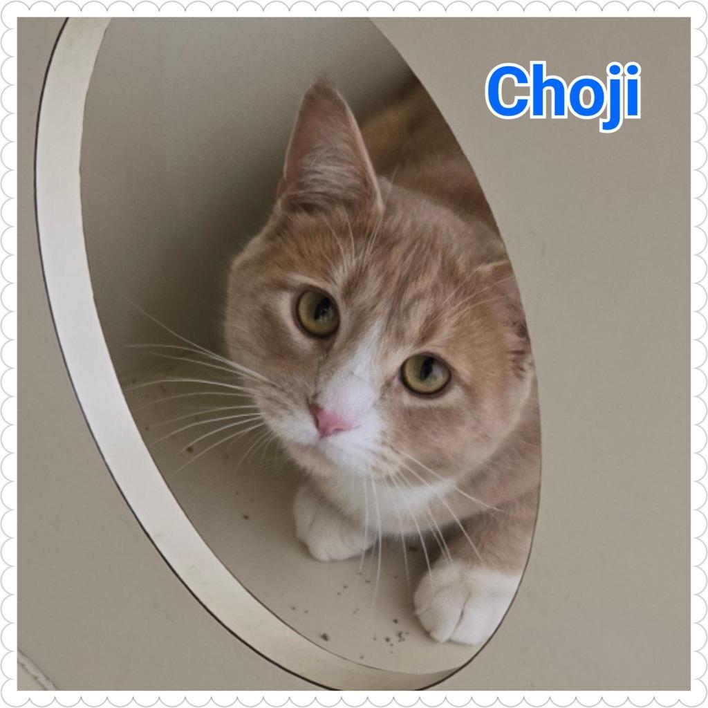 Enlarge Choji, a Adopted mixed breed in North Saint Paul, MN image 6/6