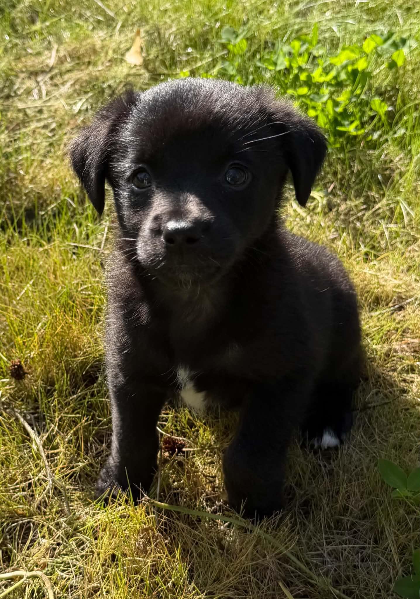 Smitty, Adopted, Puppy Male Border Collie.