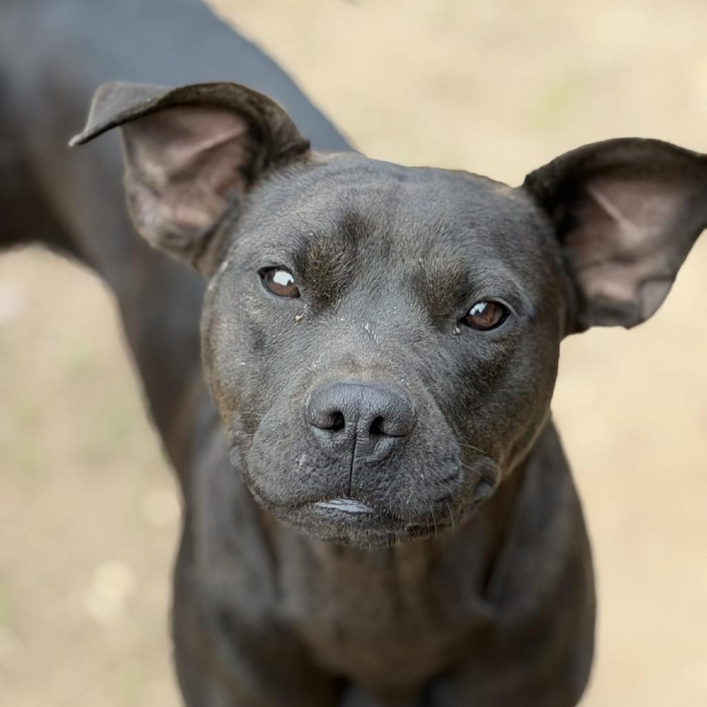 Delilah, Adoptable, Adult Female Pit Bull Terrier.