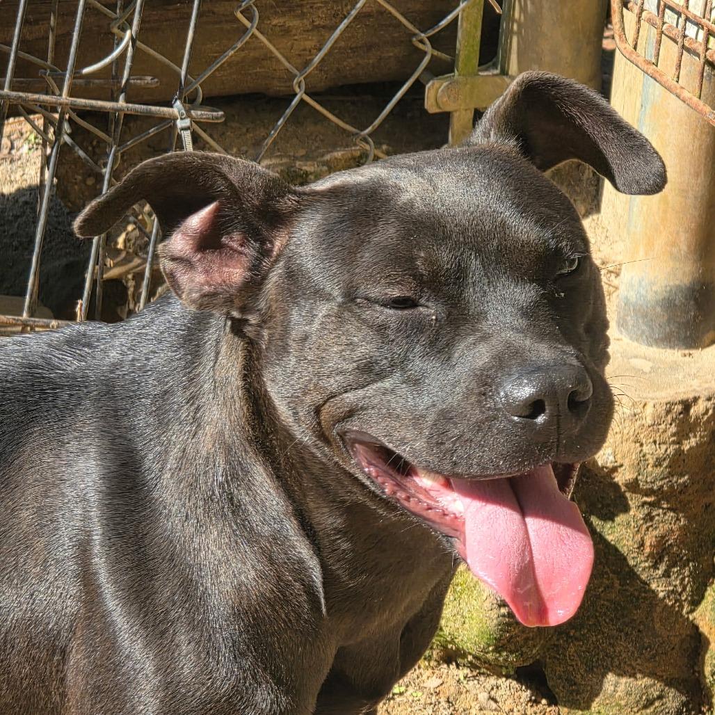 Delilah, Adoptable, Puppy Female Pit Bull Terrier.