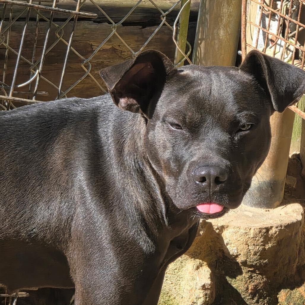 Enlarge Delilah, a Adoptable Pit Bull Terrier in Wiggins, MS image 2/3