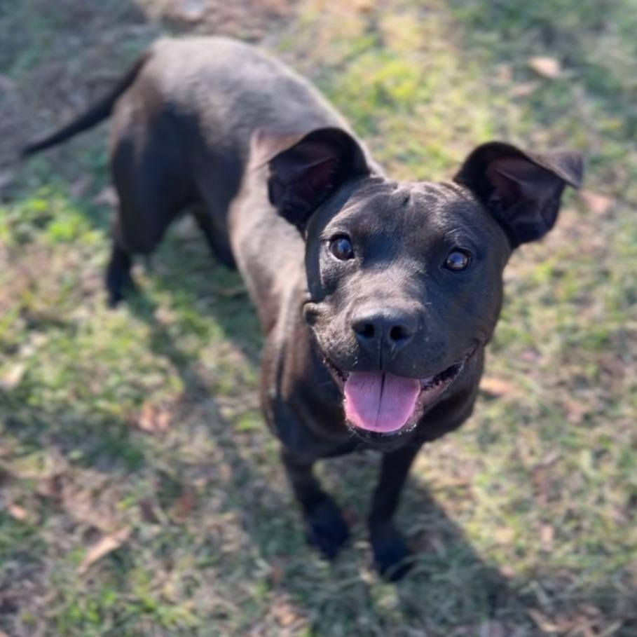 Enlarge Delilah, a Adoptable Pit Bull Terrier in Wiggins, MS image 3/3