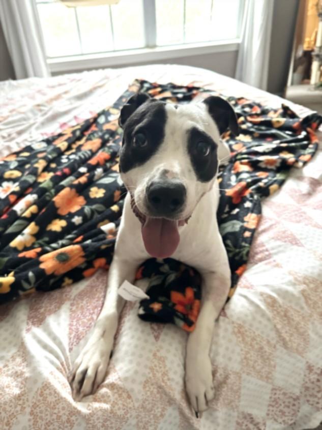 DOROTHY, Adoptable, Adult Female Pointer & Boxer.