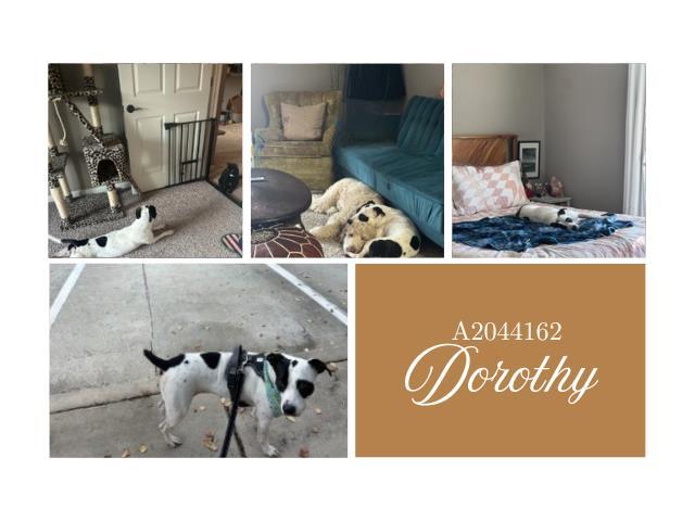 DOROTHY, Adoptable, Adult Female Pointer & Boxer.