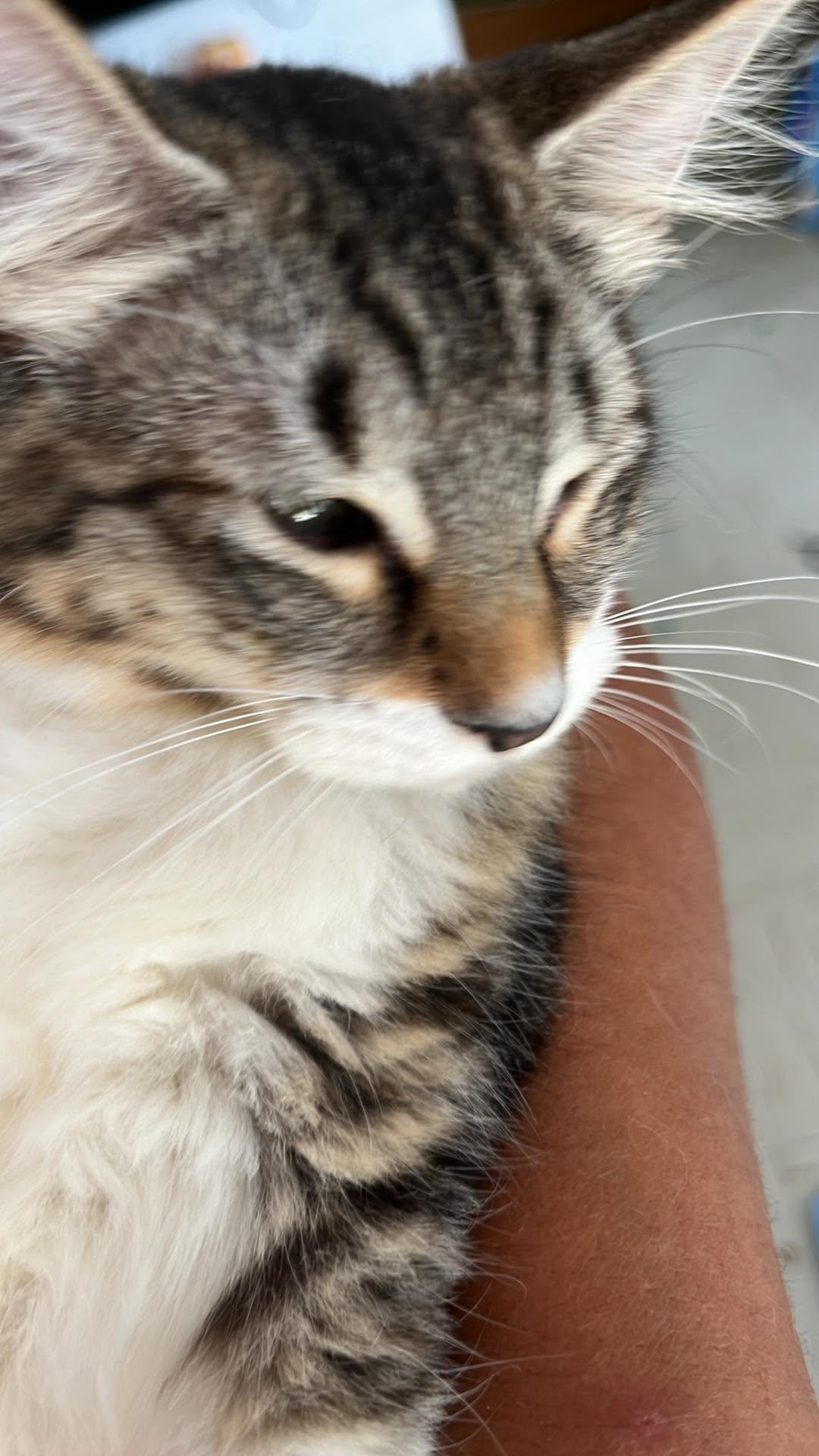 Enlarge Yummy, a Adoptable mixed breed in Annapolis, MD image 4/6