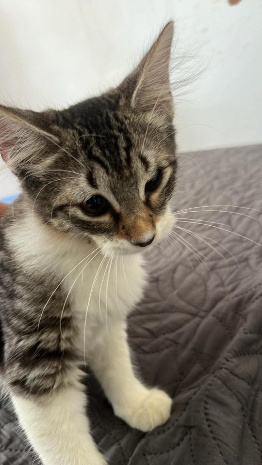 Enlarge Yummy, a Adoptable mixed breed in Annapolis, MD image 6/6