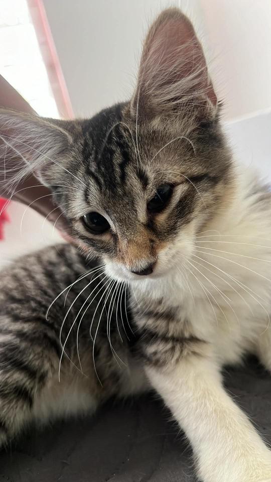 Enlarge Yummy, a Adoptable mixed breed in Annapolis, MD image 5/6