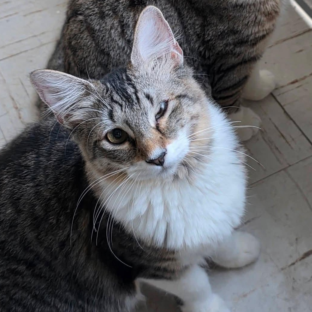 Yummy, Adoptable, Kitten Female Siamese & Tabby.
