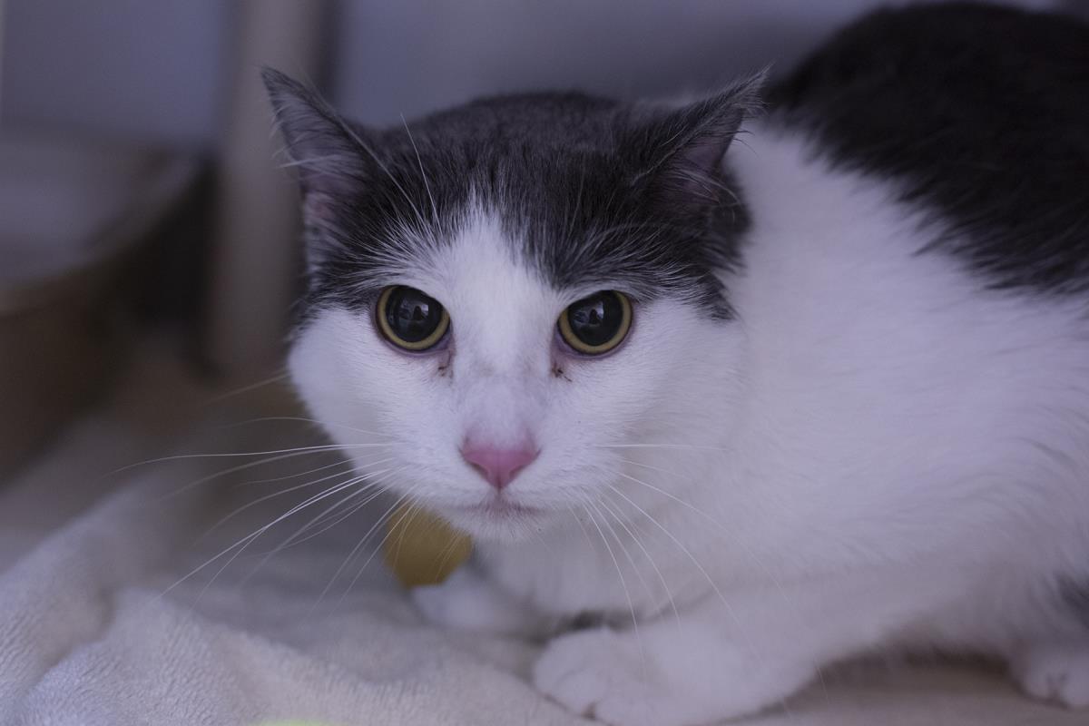 Luna, Adoptable, Adult Female Domestic Short Hair.
