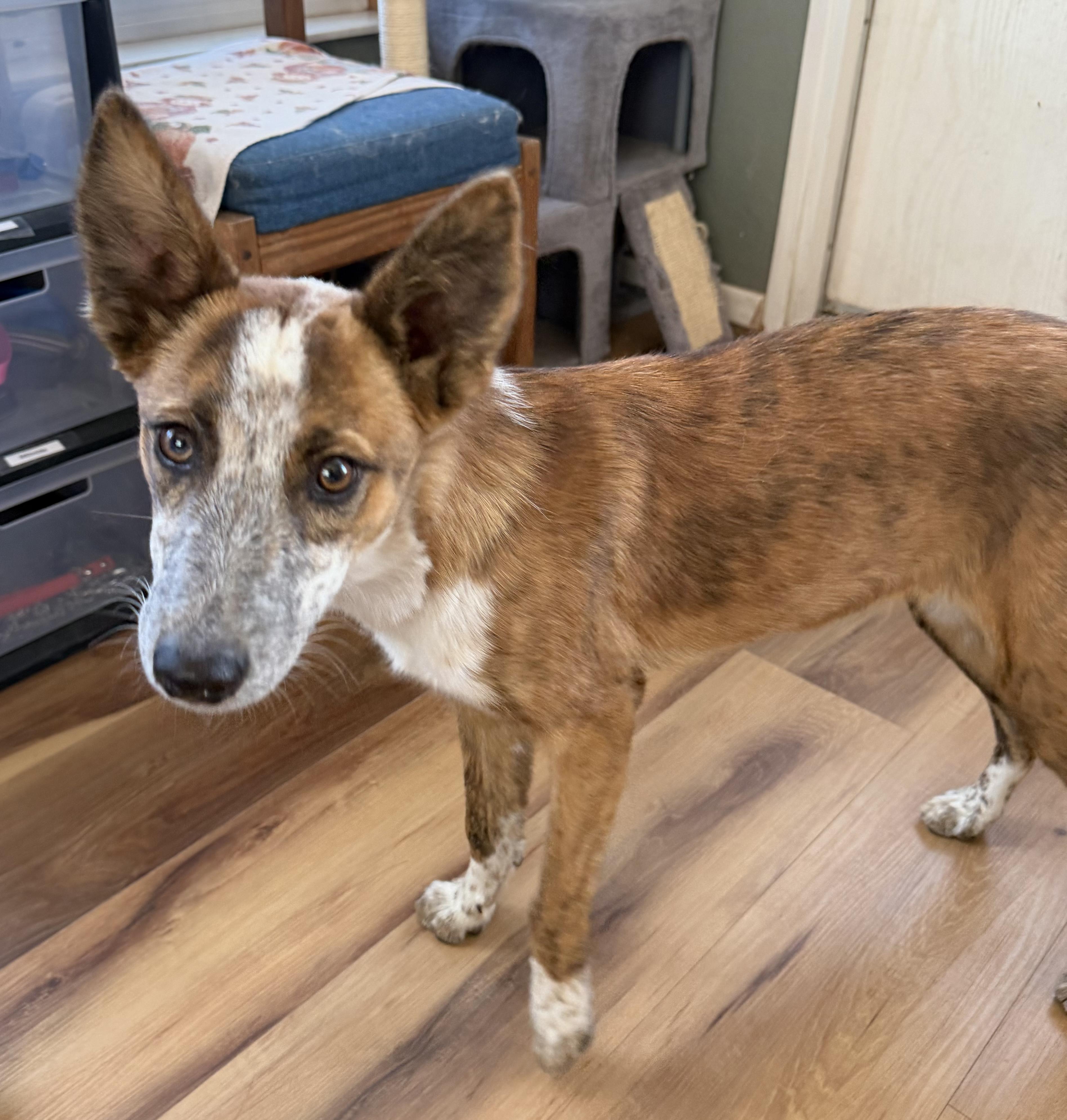 Enlarge Gravy, a ADOPTABLE Border Collie in Deming, NM image 1/1