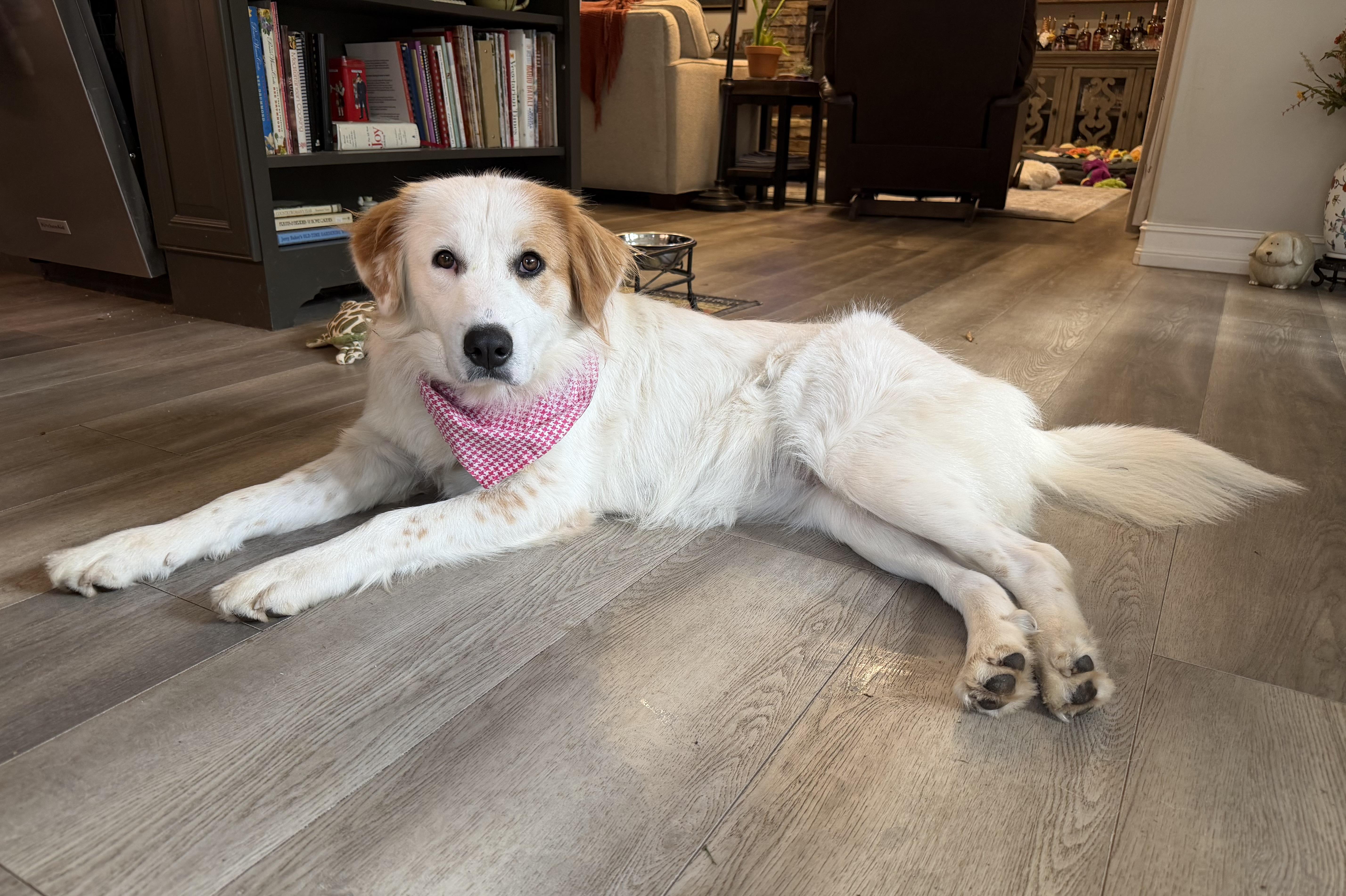 Belle, adoptable, Young Female Australian Shepherd & Great Pyrenees.