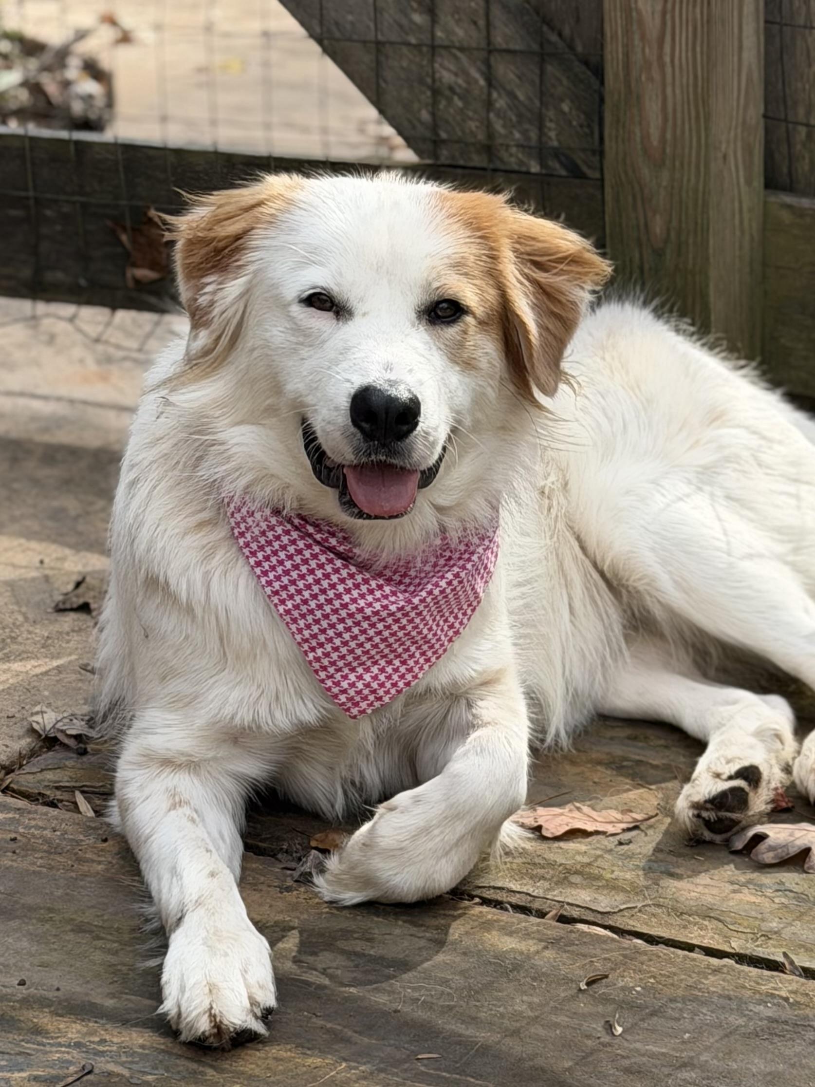 Belle, adoptable, Young Female Golden Retriever & Great Pyrenees.